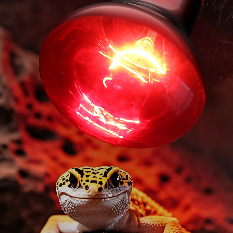 Lampu Panas Reptil 100V/220V B - Gecko Lighting & Decor ulasan dan harga